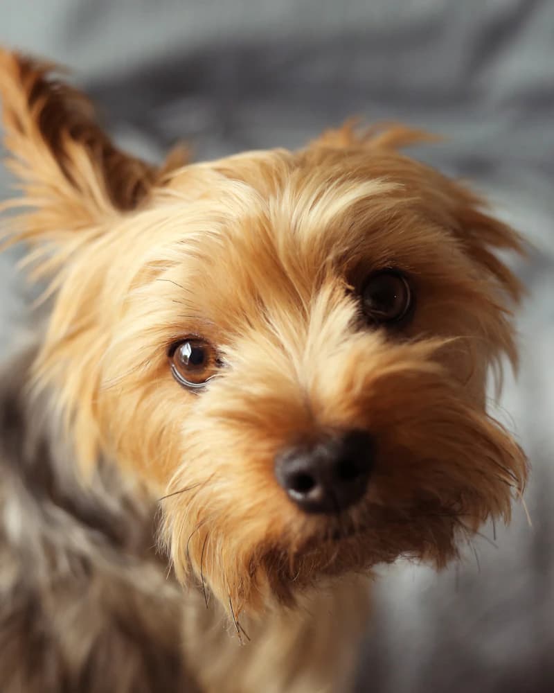 Clear, well-lit close-up stock photo of a dog's face